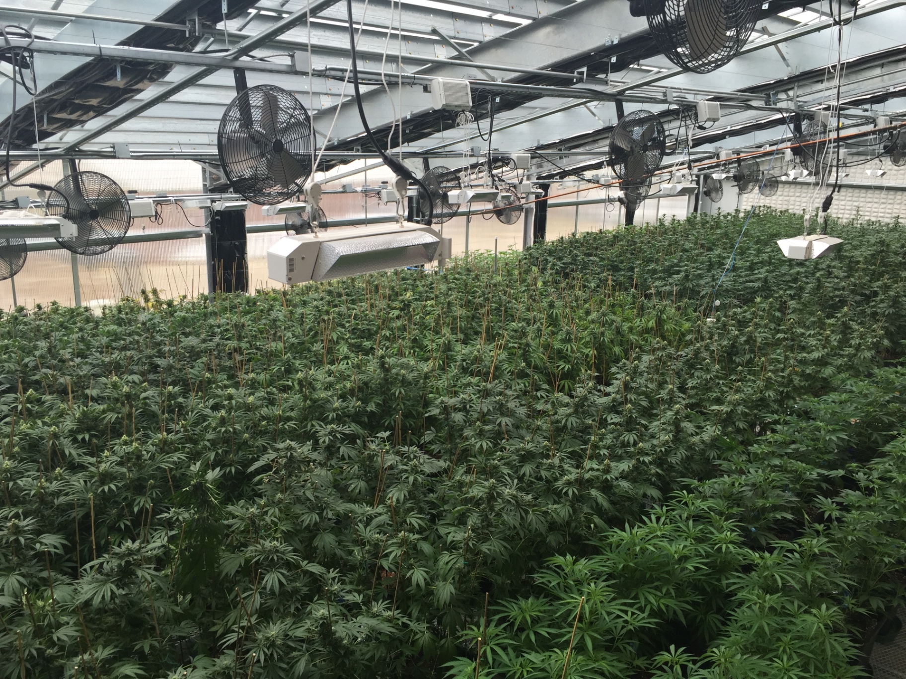 Commercial cannabis greenhouse with active climate controls and irrigation systems