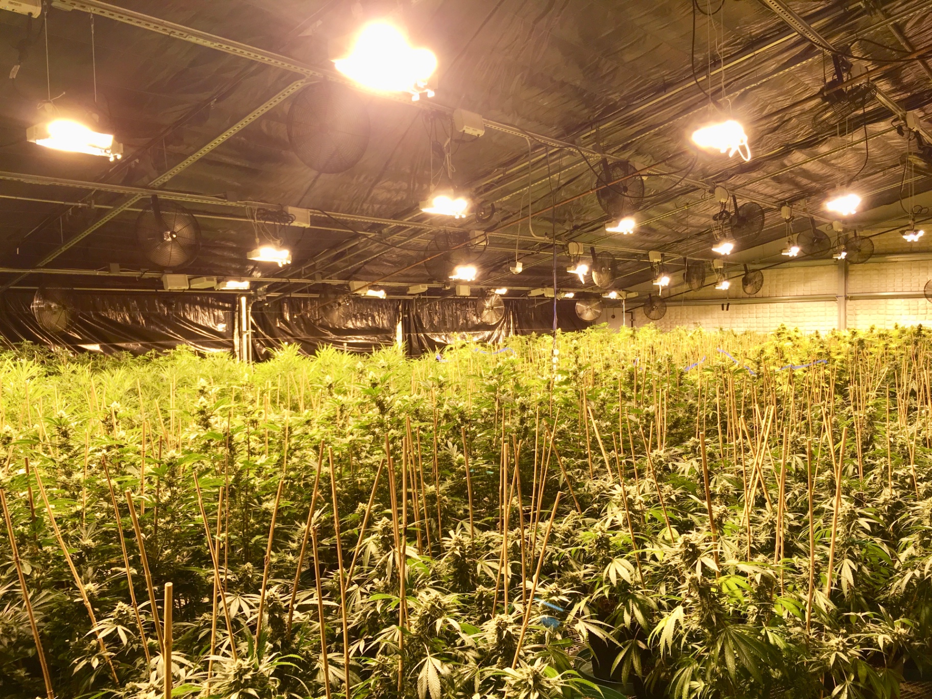 Indoor cannabis cultivation facility with rows of plants under controlled lighting