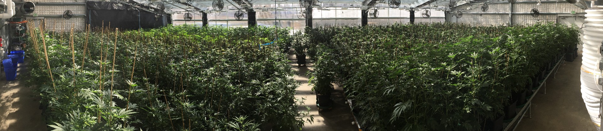 Colorado cannabis cultivation greenhouse interior